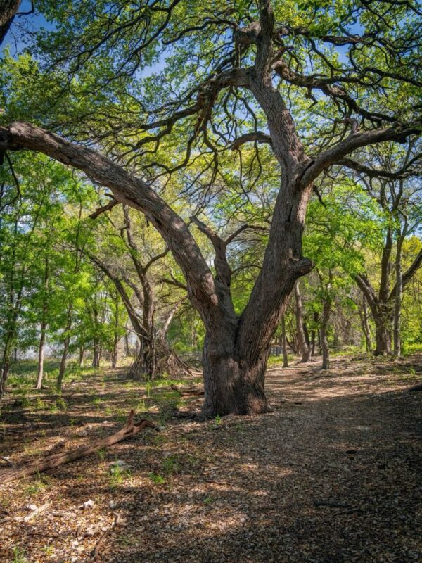 Unveiling the Mysteries of Acacia Confusa